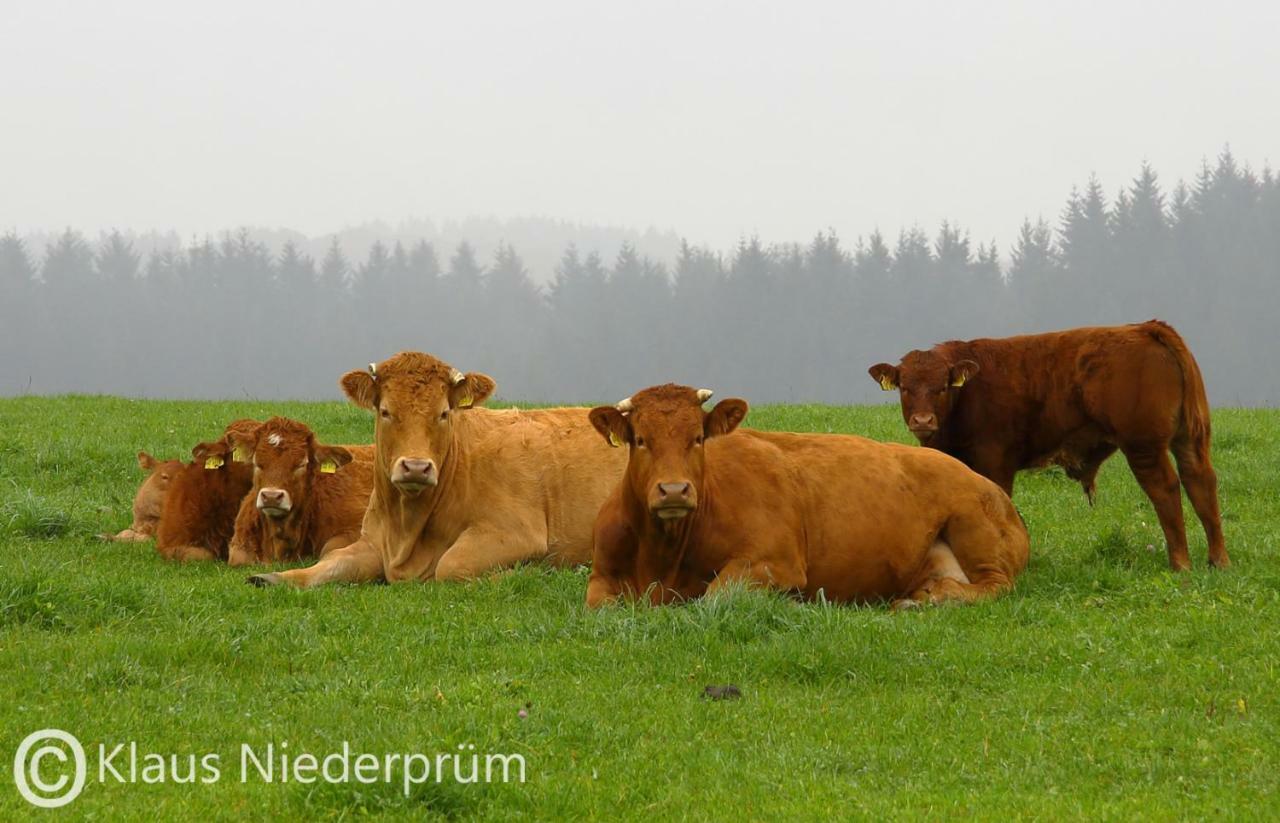 Ferienwohnung Welcome Mit Seeblick Schalkenmehren Zewnętrze zdjęcie